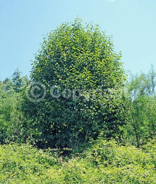 Brown blooms; Deciduous; Broadleaf