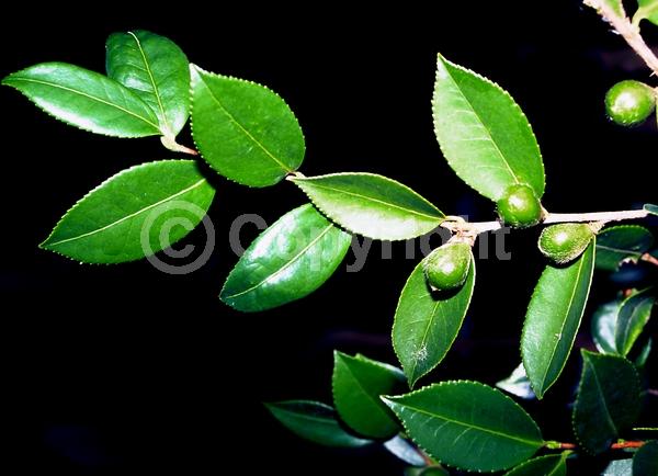 White blooms; Evergreen; Broadleaf