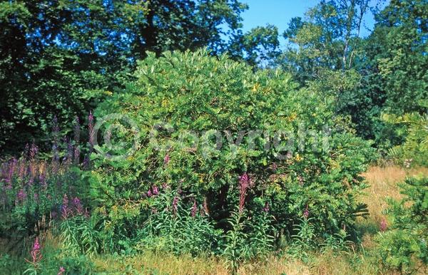 Unknown blooms; Evergreen; Needles or needle-like leaf