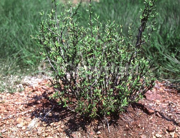 White blooms; Evergreen; Semi-evergreen; North American Native