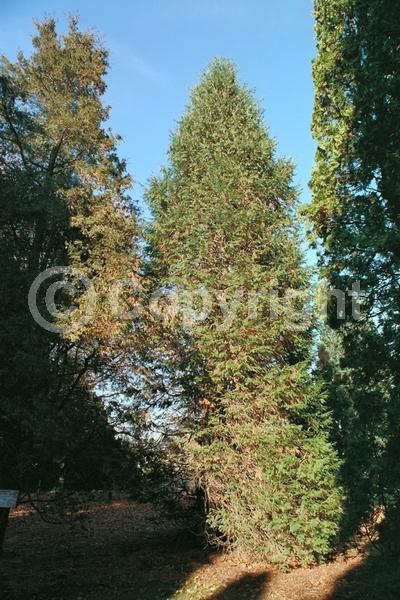 Red blooms; Blue blooms; Evergreen; North American Native