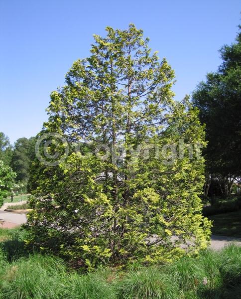 Yellow blooms; Evergreen; Needles or needle-like leaf