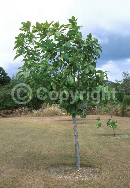 Orange blooms; Semi-evergreen; Deciduous; Broadleaf; 