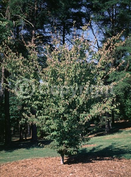 White blooms; Deciduous; Broadleaf