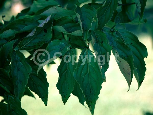 White blooms; Deciduous; Broadleaf