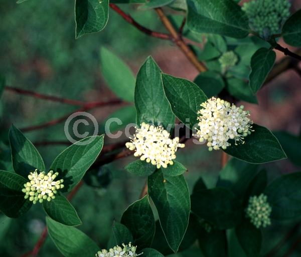 White blooms; Deciduous; Broadleaf; North American Native