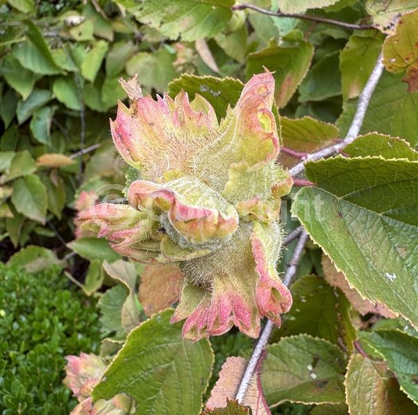 Red blooms; Yellow blooms; Deciduous; Broadleaf; North American Native