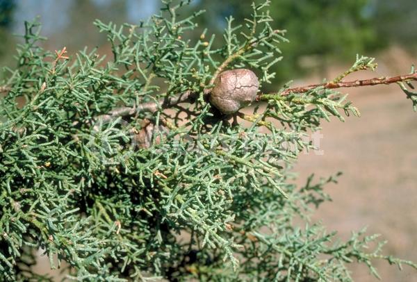 Yellow blooms; Evergreen; Needles or needle-like leaf; North American Native