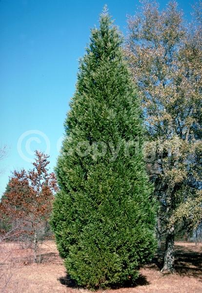 Yellow blooms; Evergreen; Needles or needle-like leaf; North American Native