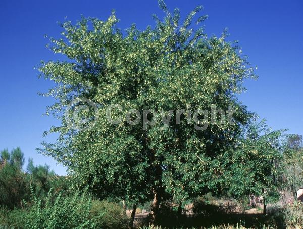 White blooms; Semi-evergreen