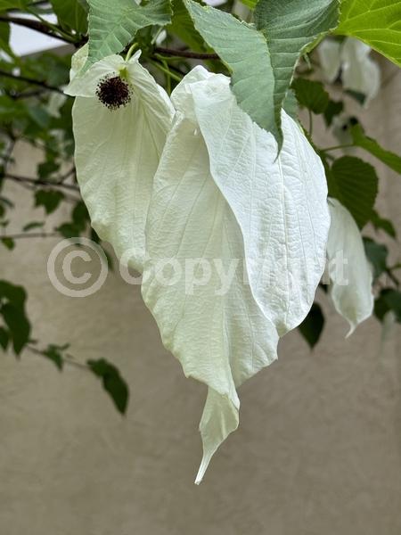 White blooms