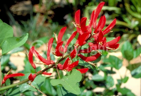 Red blooms; Orange blooms; Deciduous; Broadleaf