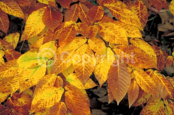 Unknown blooms; Deciduous; Broadleaf; North American Native