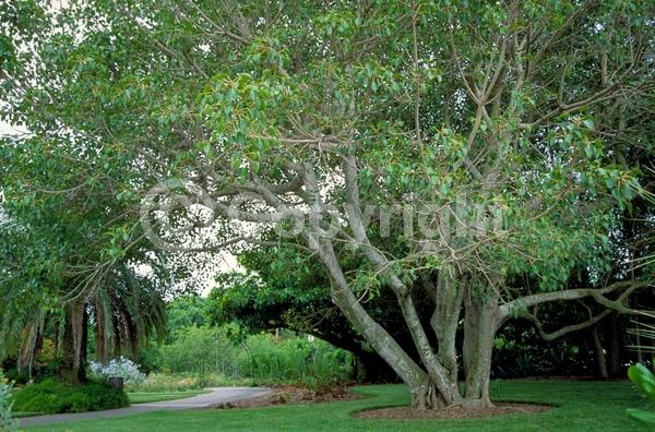 Unknown blooms; Evergreen