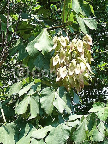 Yellow blooms; White blooms; Deciduous; Broadleaf