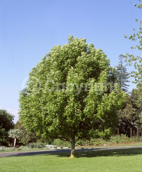 Unknown blooms; Deciduous; Broadleaf