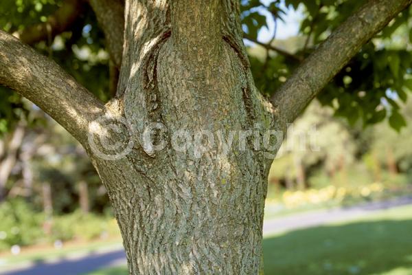 Unknown blooms; Deciduous; Broadleaf