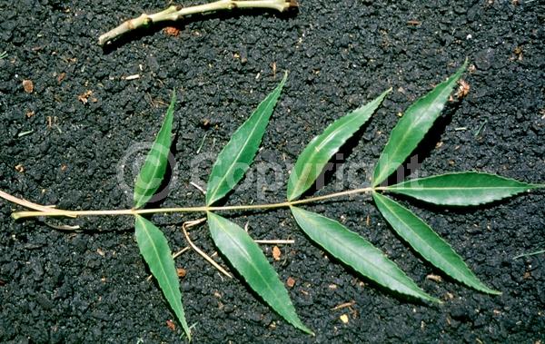 Unknown blooms; Deciduous; Broadleaf