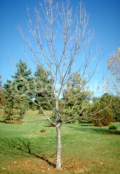 Green blooms; Deciduous; Broadleaf