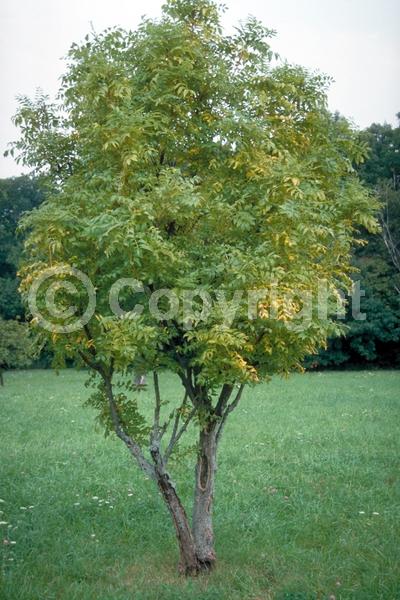 Green blooms; Deciduous; Broadleaf