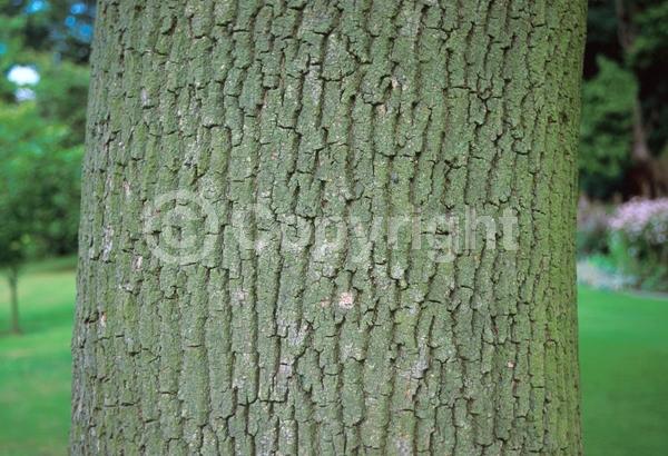 Green blooms; Deciduous; Broadleaf