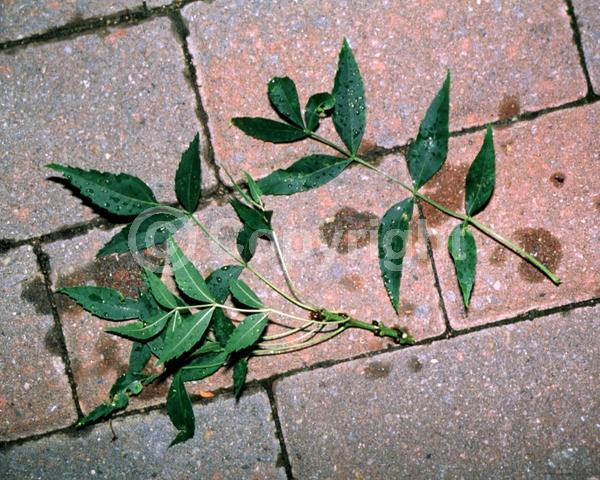 Green blooms; Deciduous; Broadleaf