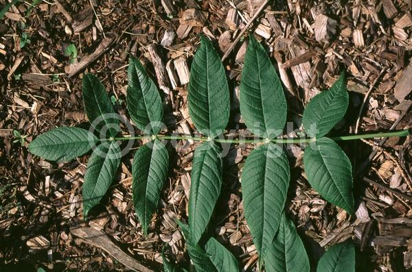 Green blooms; Deciduous; Broadleaf; North American Native