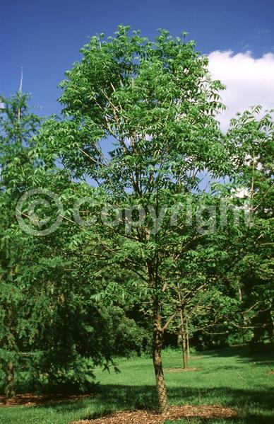 Green blooms; Deciduous; Broadleaf; North American Native