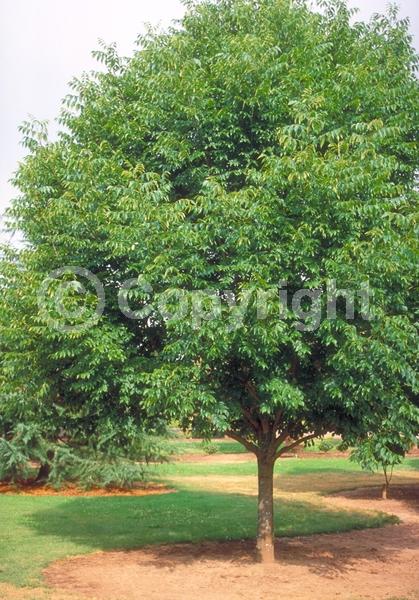 Green blooms; Deciduous; Broadleaf; North American Native