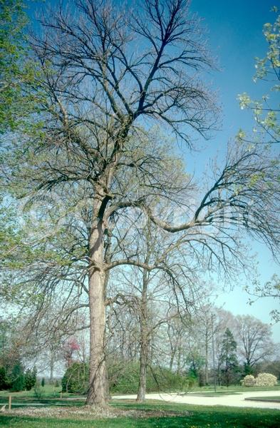 Green blooms; Deciduous; Broadleaf; North American Native