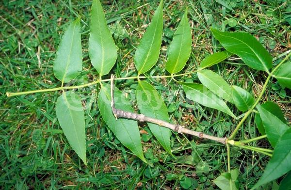 Green blooms; Deciduous; Broadleaf; North American Native