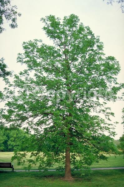 Green blooms; Deciduous; Broadleaf; North American Native