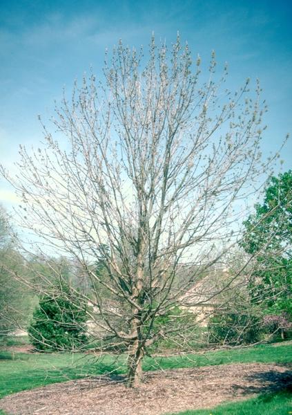 Green blooms; Deciduous; Broadleaf; North American Native