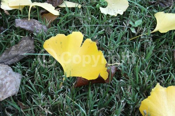 Green blooms; Deciduous; Broadleaf