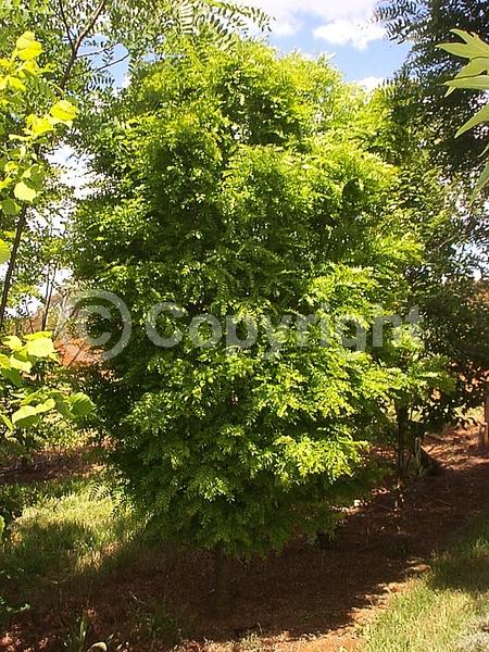 White blooms; Green blooms; Deciduous; Broadleaf; North American Native