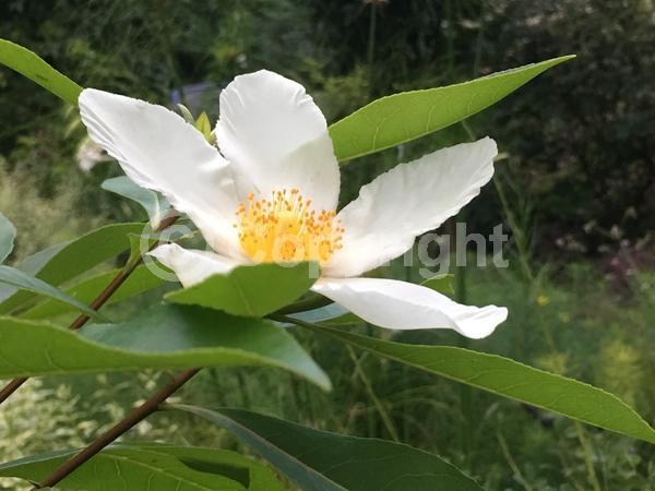 White blooms; Semi-evergreen; North American Native;White blooms; Semi-evergreen; North American Native