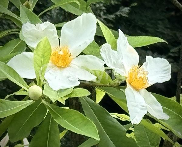 White blooms; Semi-evergreen; North American Native