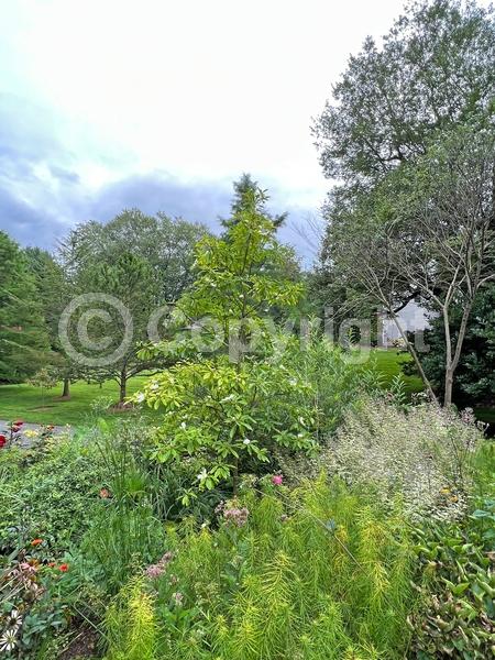 White blooms; Semi-evergreen; North American Native