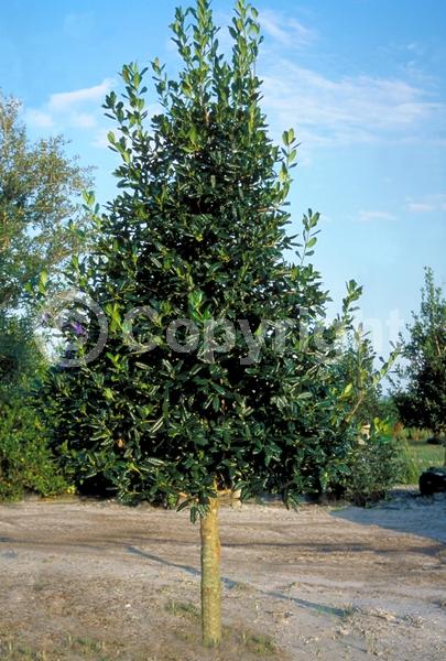 White blooms; Evergreen; Needles or needle-like leaf