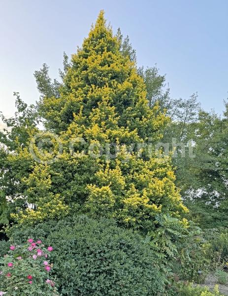 White blooms; Evergreen