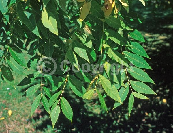 Unknown blooms; Deciduous; North American Native