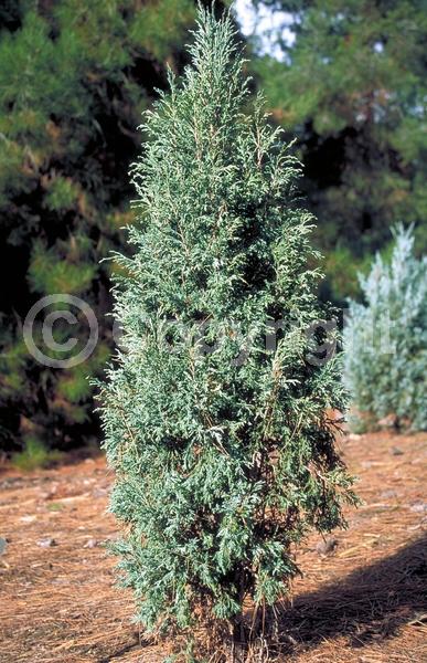 Yellow blooms; Brown blooms; Evergreen; North American Native