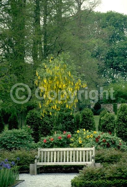 Yellow blooms; Deciduous; Broadleaf