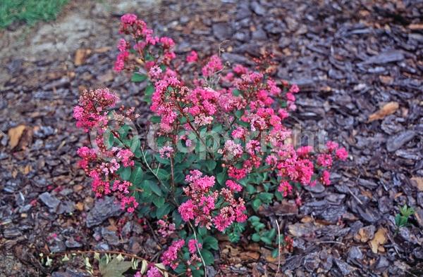 Pink blooms; Deciduous