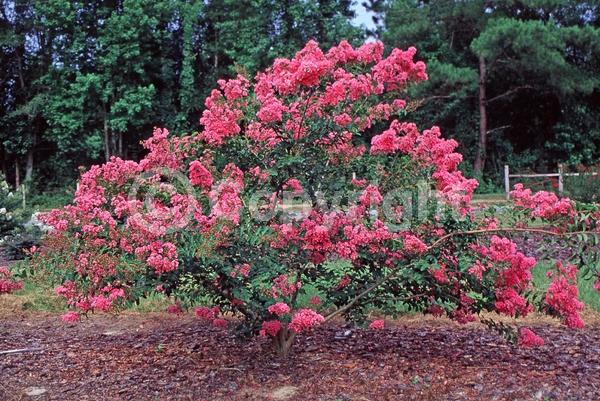 Pink blooms; Deciduous; Broadleaf