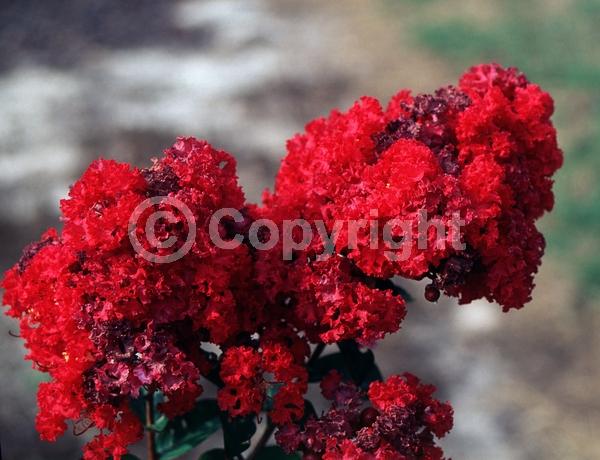 Red blooms; Deciduous; Broadleaf