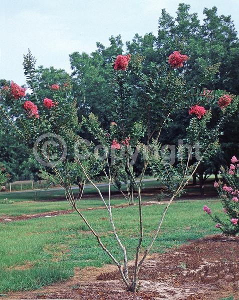 Pink blooms; Salmon blooms; Deciduous; Broadleaf