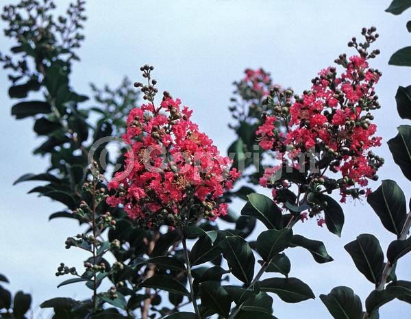 Pink blooms; Salmon blooms; Deciduous; Broadleaf