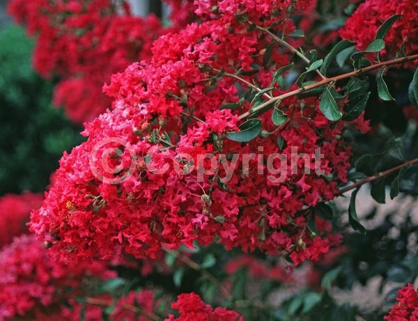 Red blooms; Deciduous; Broadleaf