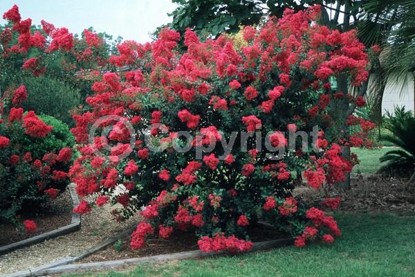 Red blooms; Deciduous; Broadleaf